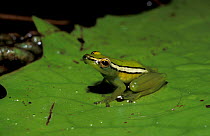 Trilling reed frog on leaf {Hyperolius parkeri} Arabuko Sokoke Forest, Kenya