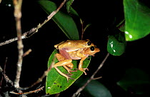 Tinker reed frogs mating on leaf {Hyperolius tuberilinguis} Arabuko Sokoke Forest, Kenya