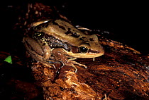Golden backed frog {Rana galamensis} Arabuko Sokoke Forest, Kenya