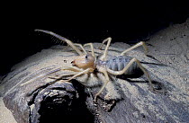 Egyptian giant solifugid / Camel spider {Galeodes arabs} United Arab Emirates