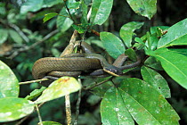 Black-headed cat snake basking {Boiga nigriceps} Sabah, Borneo