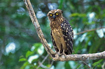 Buffy fish owl perched {Ketupa ketupa} Kinabatangan river, Sabah, Borneo