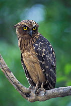 Buffy fish owl perched {Ketupa ketupa} Sabah, Borneo