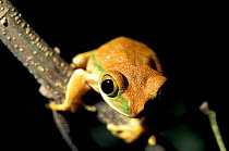 Ornate tree frog {Leptopelis flavomaculatus} Arabuko Sokoke forest, Kenya