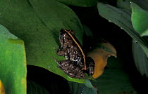 Pygmy puddle frog {Phrynobatrachus ukingensis} Arabuko Sokoke forest, Kenya