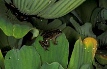 Pygmy puddle frog {Phrynobatrachus ukingensis} Arabuko Sokoke forest, Kenya