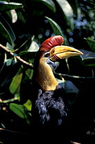 Sulawesi red-knobbed hornbill (Aceros cassidix), captive.