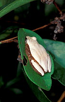 Spiny reed frog, white in sunlight {Afrixalus fornasinii} Arabuko Sokoke forest, Kenya