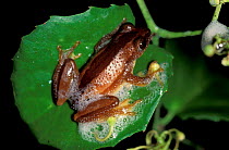 Spiny reed frog {Afrixalus fornasinii} feeding on Foam nest treefrog tadpoles, Kenya