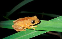 Spiny reed frog {Afrixalus fornasinii} Arabuko Sokoke forest, Kenya