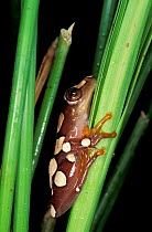 Argus reed frog female {Hyperolius argus} Arabuko Sokoke forest, Kenya