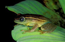 Argus reed frog male {Hyperolius argus} Arabuko Sokoke forest, Kenya