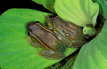 Two Argus reed frog males {Hyperolius argus} Arabuko Sokoke forest, Kenya