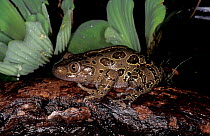 Red-legged pan frog {Kassina maculata} Arabuko Sokoke forest, Kenya