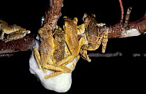 Coast foam nesting treefrogs with foam {Chiromantis xerampelina} Arabuko Sokoke