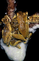 Coast foam nesting tree frogs with foam {Chiromantis xerampelina} Kenya Arabuko
