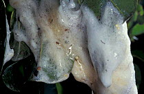 Coast foam nesting treefrog tadpoles in foam {Chiromantis xerampelina} Arabuko Sokoke
