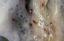 Coast foam nesting treefrog tadpoles in foam {Chiromantis xerampelina} Arabuko Sokoke
