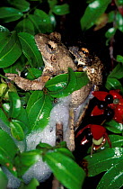 Coast foam nesting treefrogs mating in foam {Chiromantis xerampelina} Arabuko Sokoke