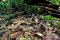 Bornean horned frog camouflaged on forest floor {Megophrys nasuta} Sabah, Borneo Danum