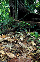 Bornean horned frog camouflaged on forest floor {Megophrys nasuta} Sabah, Borneo Danum