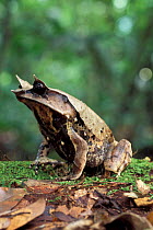 Bornean horned frog portrait {Megophrys nasuta} Danum valley, Sabah, Borneo