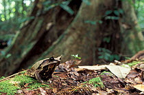 Bornean horned frog on forest floor {Megophrys nasuta} Danum valley, Sabah, Borneo