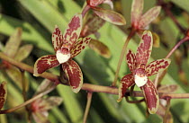 Snake orchid flowers {Cymbidium suave} Queensland, Australia
