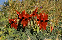 Sturt's desert pea flowers {Swainsona formosa} Northern Territory, Australia