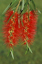 Weeping bottlebrush flowers on tree {Callistemon viminalis} Queensland, Australia