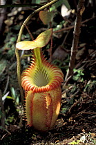 High altitude Pitcher plant {Nepenthes villosa} on slopes of Mt Kinabalu, Sabah, Borneo
