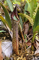 Low altitude Pitcher plant (Nepenthes faizaliana) Gunung Api, Sarawak, Borneo, vulnerable species