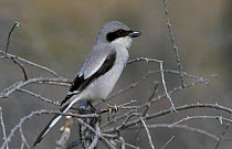 Great grey shrike {Lanius excubitor aucheri} Oman