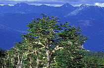 Lenga trees in southern beech forest {Nothofagus pumilo} Huilo-huilo, Chile