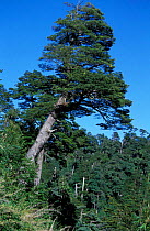 Lenga tree in southern beech forest {Nothofagus pumilo} Huilo-huilo, Chile