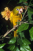 Golden conure {Guaruba / Aratinga guarouba} juvenile feeding in Hibiscus tree, captive, from rainforests of Brazil, Endangered