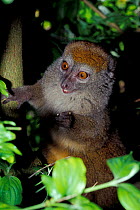 Western gentle lemur {Hapalemur griseus occidentalis} captive, occurrs Madagascar, vulnerable