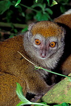 Western gentle lemur {Hapalemur griseus occidentalis} captive occurrs Madagascar, vulnerable
