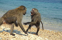 Olive baboon juveniles play fighting on beach {Papio anubis} Tanzania