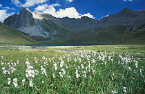 Cotton grass {Eriophorum sp} fowering in La Vanoise National Park, Alps, France