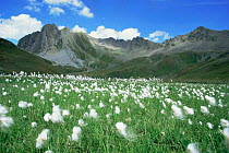 Cotton grass flowering {Eriophorum sp} La Vanoise NP, Alps, France