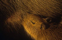 Close up of young Capybara {Hydrochoerus hydrochaeris} suckling, Argentina