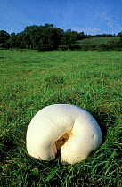Giant puffball fungus {Langermannia gigantea} Somerset, UK