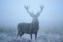 Red deer stag in mist during rut {Cervus elaphus} UK