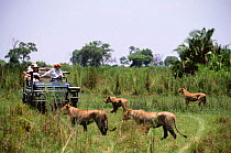 Tourists watch four African lions {Panthera leo} cross marshland, Okavango Delta, Botswana