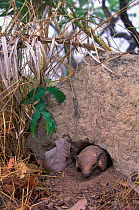 Six banded / Yellow armadillo emerging from burrow {Euphractus sexcinctus} Brazil Cerrado