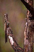 Common potoo on day roost {Nyctibius griseus} Cerrado habitat, Brazil, South America