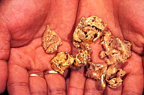 Gold for sale in hands; panned from Tambopata river, Amazonia, Peru