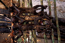 Capuchin monkeys {Cebus apella} cooked for meat. Boca Mishagua river, Amazonia, Peru