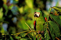 Chestnut fronted macaw {Ara severa} Amazonia, Peru